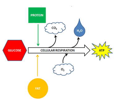 photosynthesis vs cellular respiration for kids